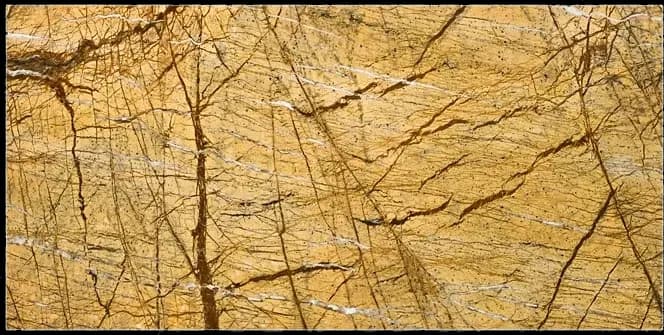 Rainforest Brown